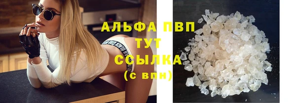 индика Ельня