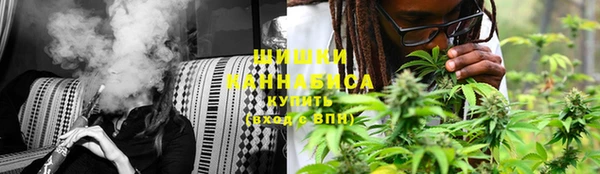 индика Ельня